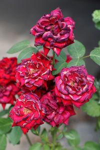 Close-up of red roses blooming outdoors