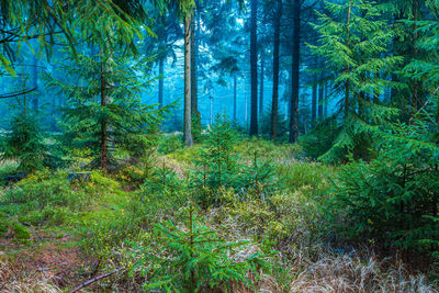 Pine trees in forest