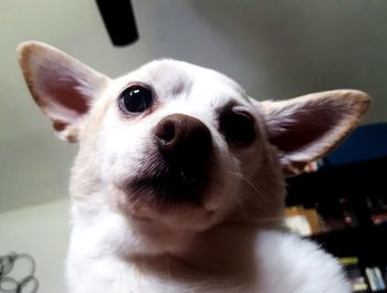 Close-up portrait of dog