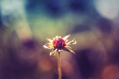 Close-up of pink flower