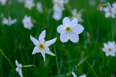Close-up of white flowering plant on field