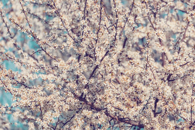 Close-up of cherry blossom tree