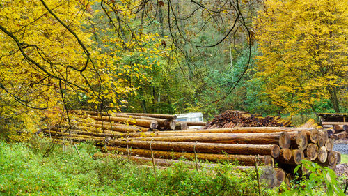 Stack of logs in forest during autumn