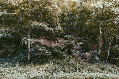 Trees in forest