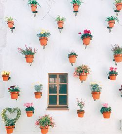 Low angle view of potted plants on building