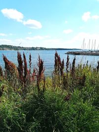 Scenic view of sea against sky