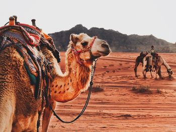 Horses in a desert