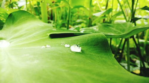 Close-up of water drops on leaf