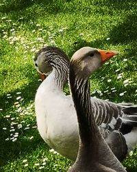 Close-up of duck on field