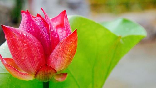 Close-up of pink flowers