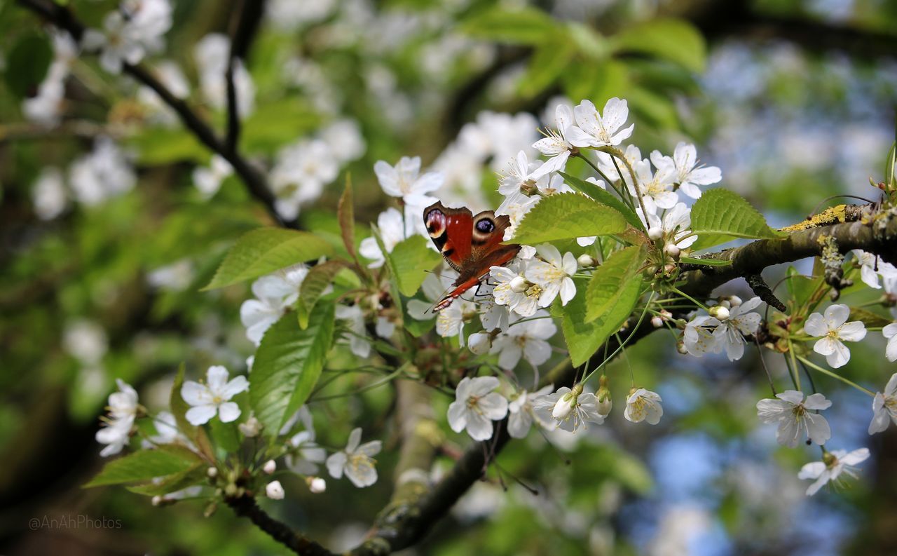 insect, animal themes, animals in the wild, one animal, nature, growth, beauty in nature, green color, animal wildlife, day, no people, leaf, outdoors, close-up, flower, tree, branch, freshness