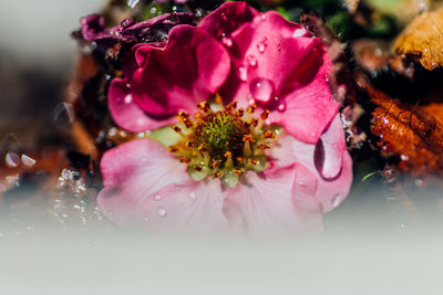 Close-up of water drops on pink rose