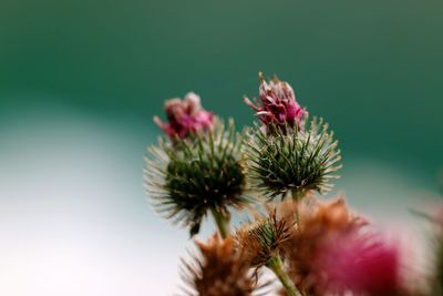 Close-up of thistle against blurred background