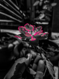 Close-up of pink flower on plant