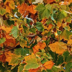 Close-up of leaves on plant