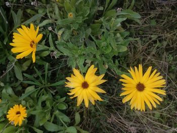 High angle view of yellow flowering plants on field