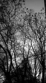 Low angle view of bird on tree against sky