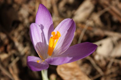 Close-up of purple crocus flower