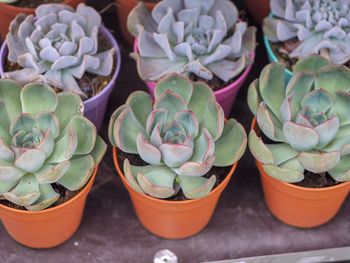 High angle view of potted plants