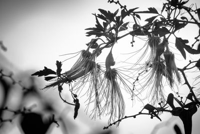 Low angle view of flower tree against clear sky