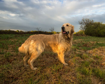 Dog standing in a field