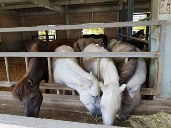 Close-up of horse