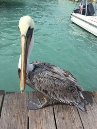 High angle view of swan swimming in sea