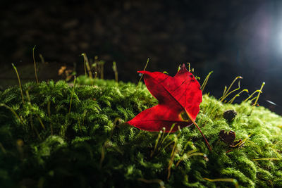 Close-up of red maple leaves on field