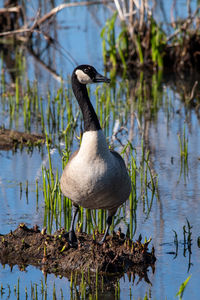 Duck on a lake