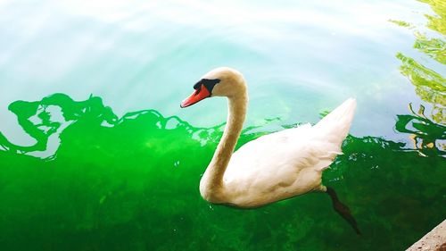 Close-up of swan swimming in lake