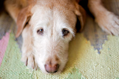 Close-up portrait of dog lying on rug