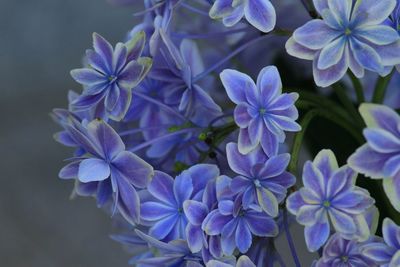 Close-up of purple flowers