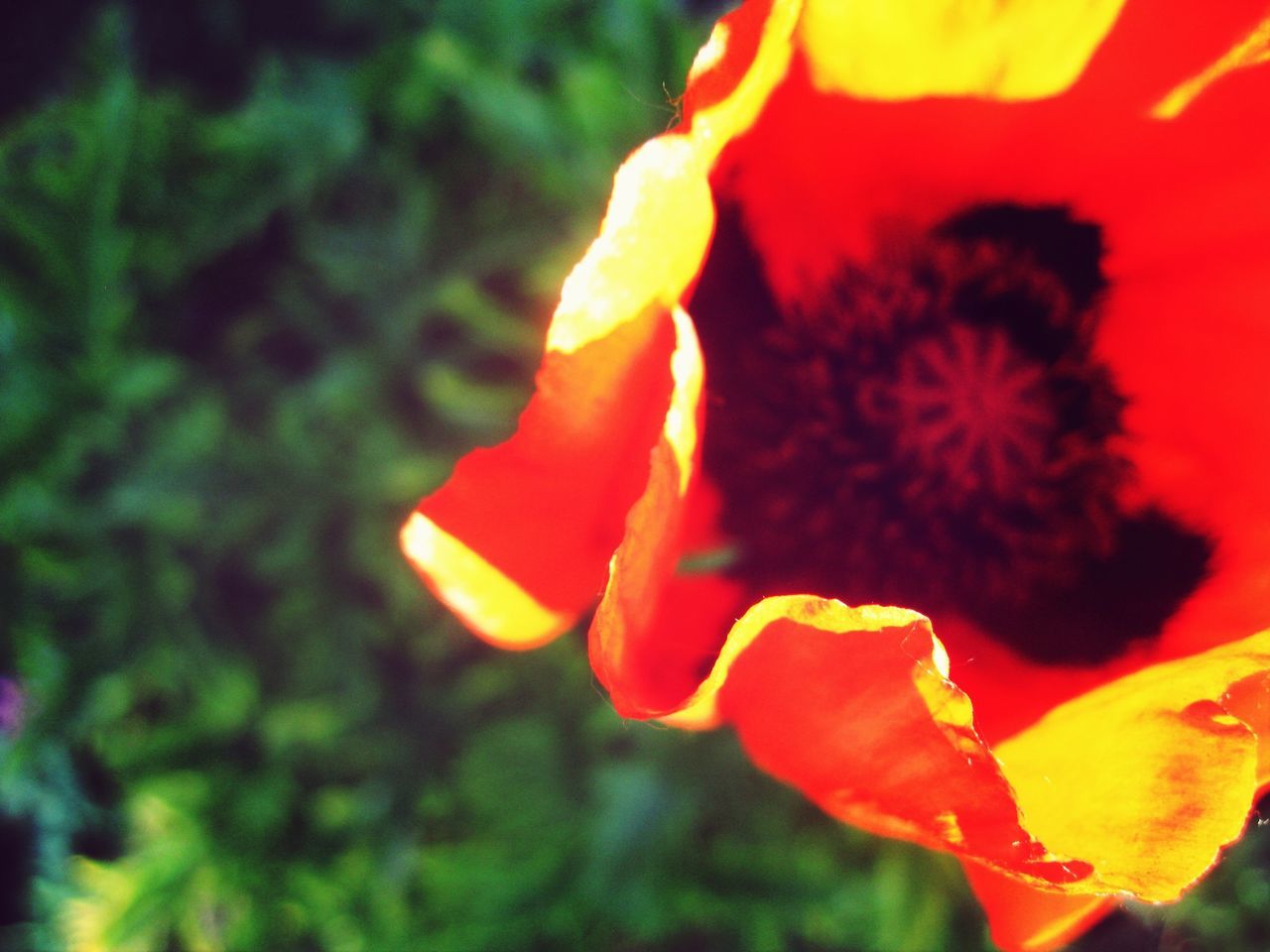 flower, petal, flower head, fragility, orange color, growth, beauty in nature, freshness, focus on foreground, close-up, plant, nature, blooming, yellow, red, single flower, selective focus, in bloom, outdoors, vibrant color