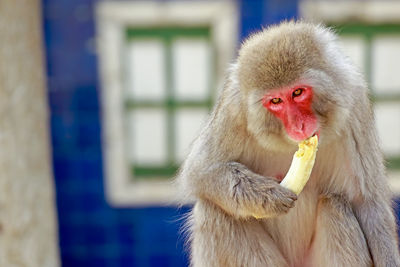 Close-up of japanese macaque eating a banana