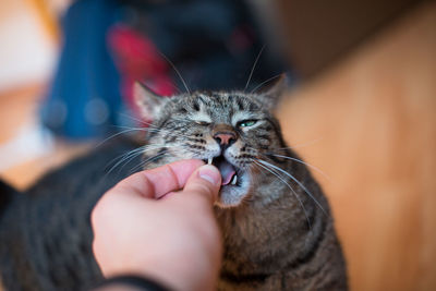 Close-up of hand holding cat