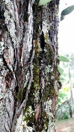 Close-up of moss on tree trunk