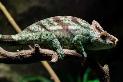 Close-up of chameleon on branch in forest
