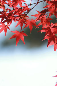 Close-up of maple leaves on tree