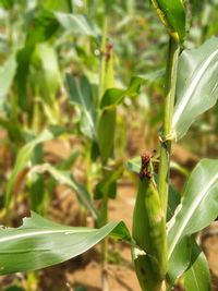 Close-up of insect on plant