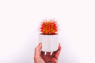 Close-up of hand holding flowers against white background