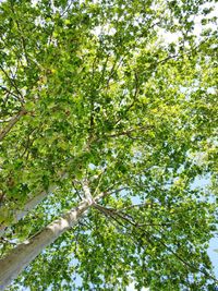 Low angle view of tree in forest