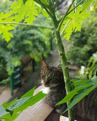 Portrait of cat sitting outdoors