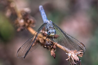 Close-up of dragonfly