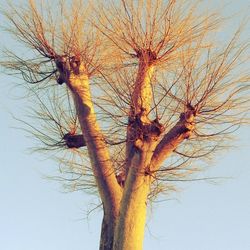 Low angle view of bare trees against sky