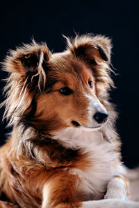 Close-up of dog against black background