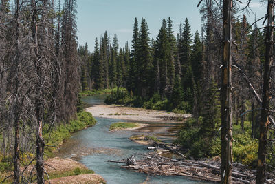 Scenic view of river amidst trees in forest against sky