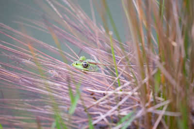 Close-up of lizard on grass