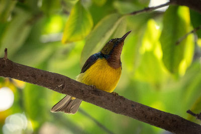 Close-up of bird perching on branch