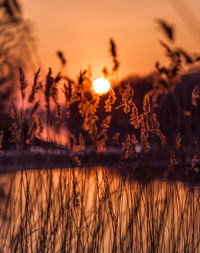 Close-up of plants against sky during sunset