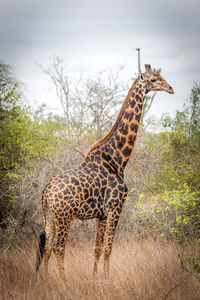 Giraffe in a field